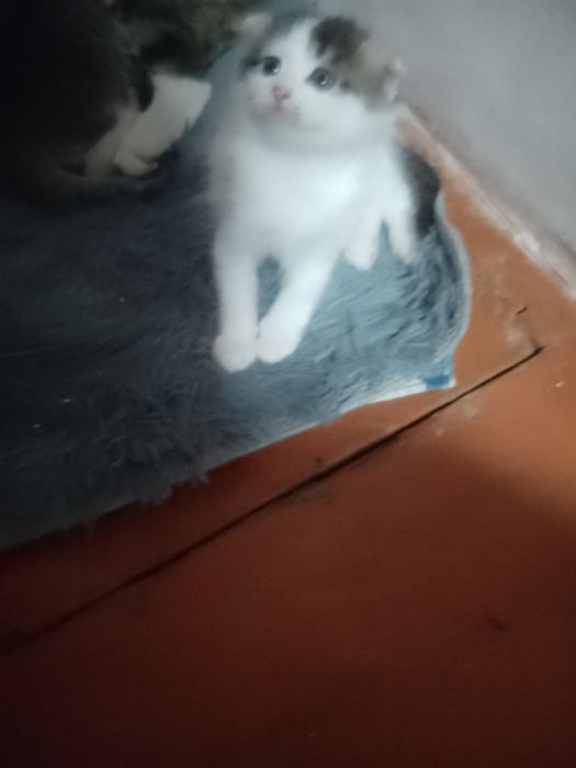 котята по 5000 теньге.