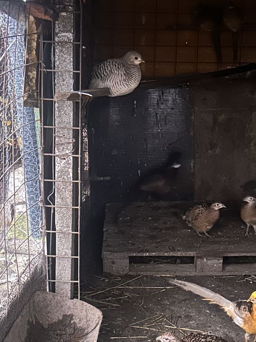 Vand fazani comuni si aurii