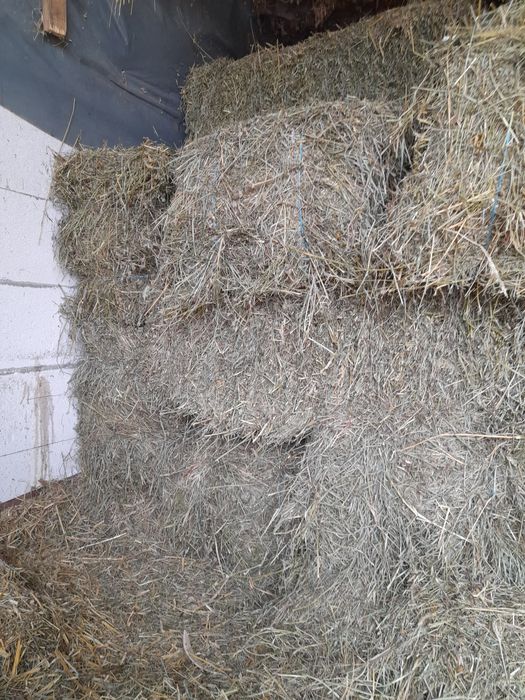 Vând baloti sau schimb cu vițel înțărcat