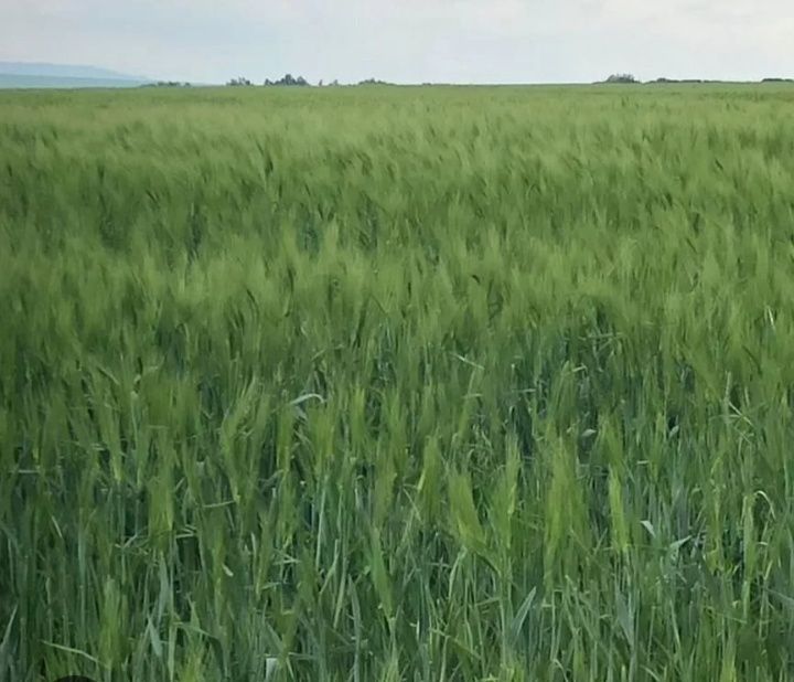 Продам землю. Находится по трассе знаменской