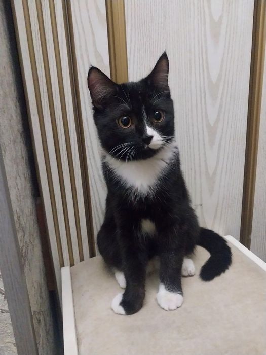 Отдам кошечку бесплатно в любящие руки