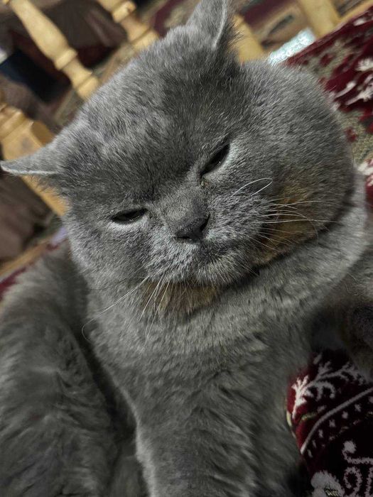 Britaniya mushuki sotiladi