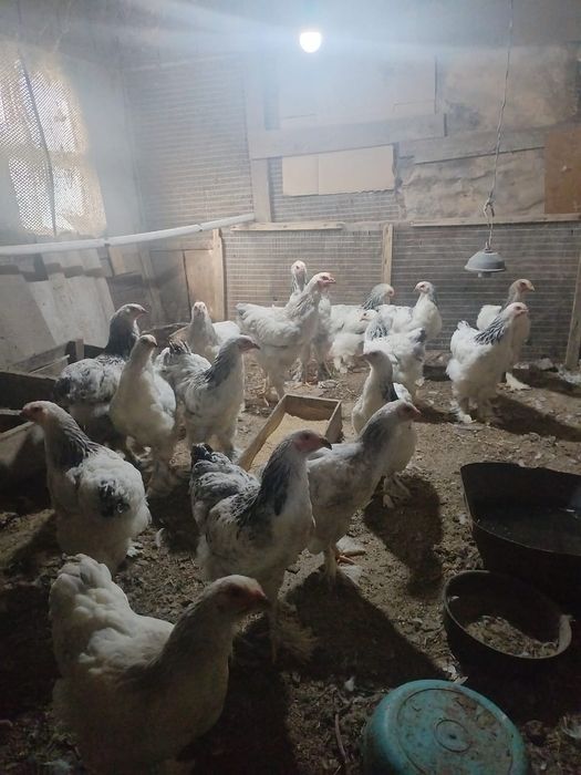 Продам курей породы БРАМА
