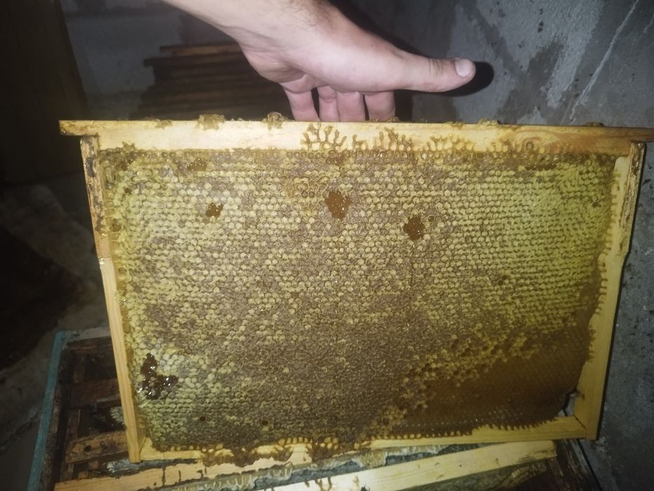 Мёд, прополис, соты, перга, пыльца