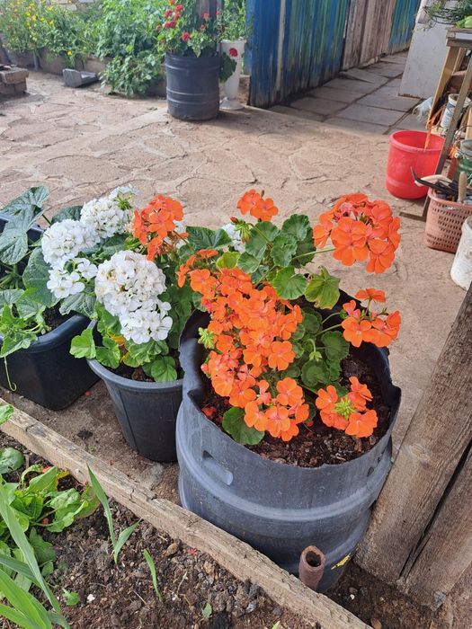 Продам герань укорененную