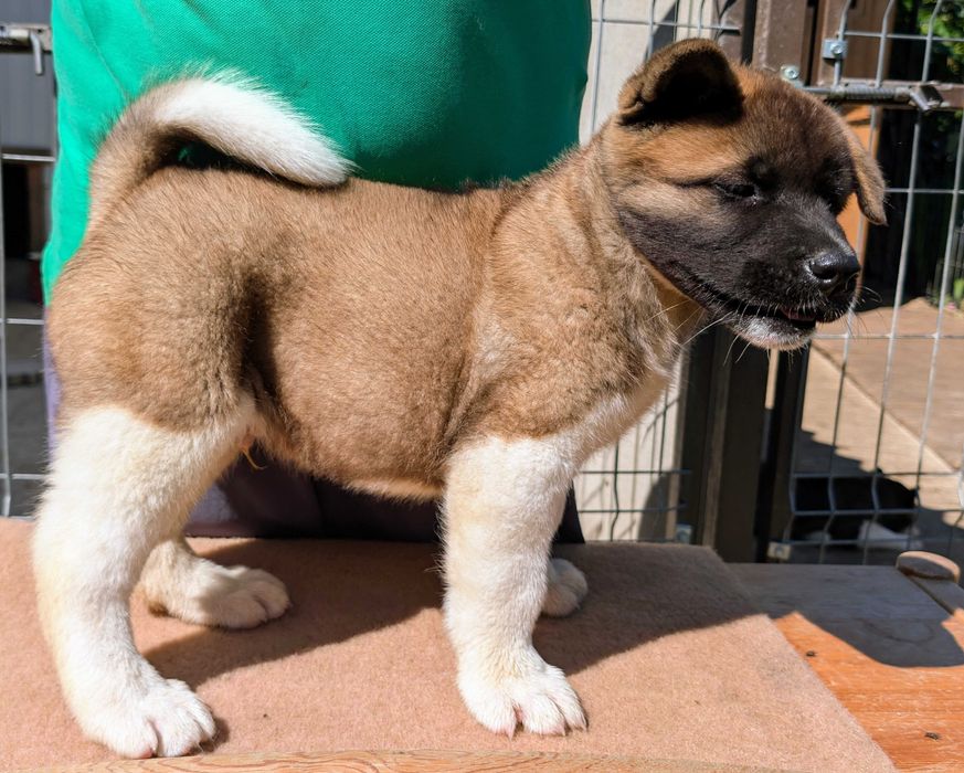 Mascul Akita American - linie de sânge premium