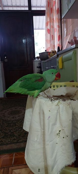 Аликсандриский Ручной 100% Попугай