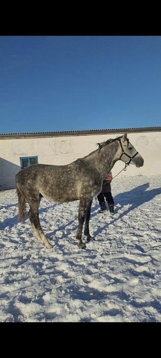 продам жеребец Англоараб скакавой
