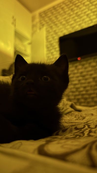Котенок в ответственные руки