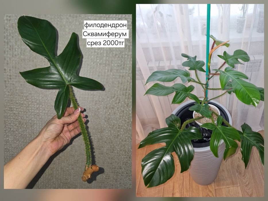 Продам комнатные растения