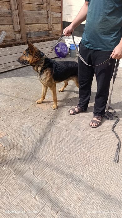 Овчарка немецкий