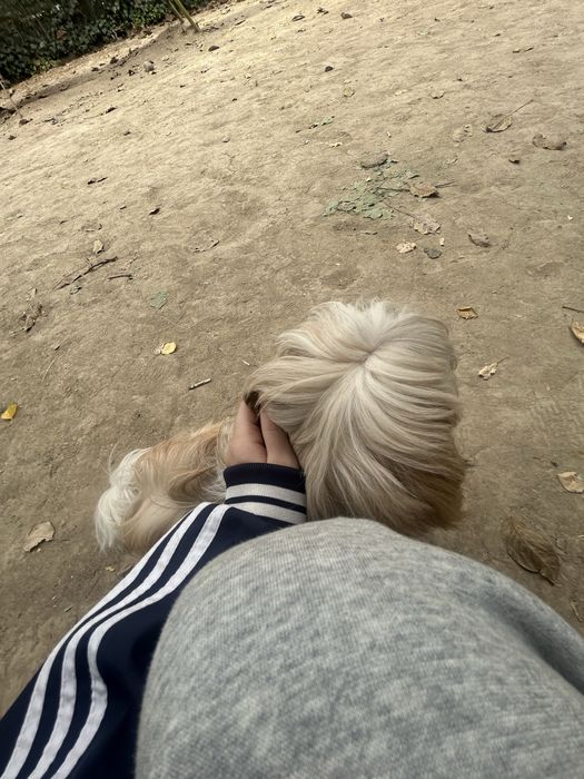 ши-тцу вязка, девочка