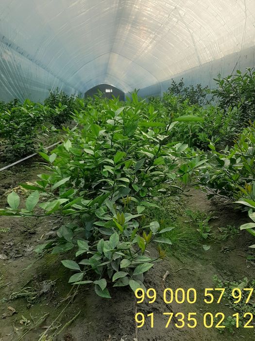 Limon ko'chatlar sotiladi