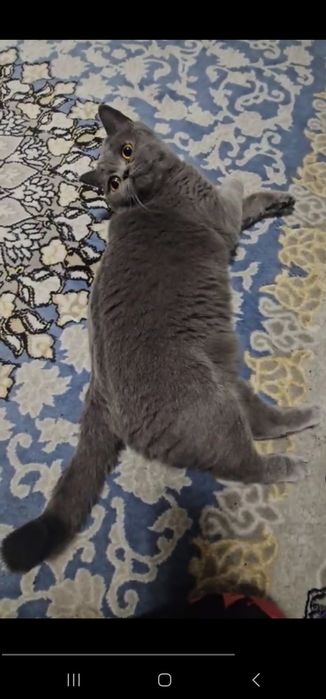 Британская кошка