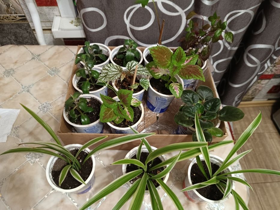 Цветы комнатные 1000 тенге.