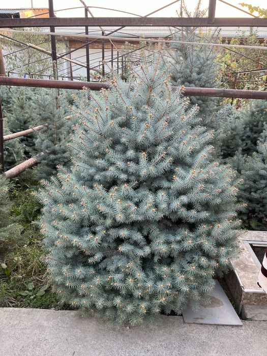 Archa Galubaya El Sotuvda