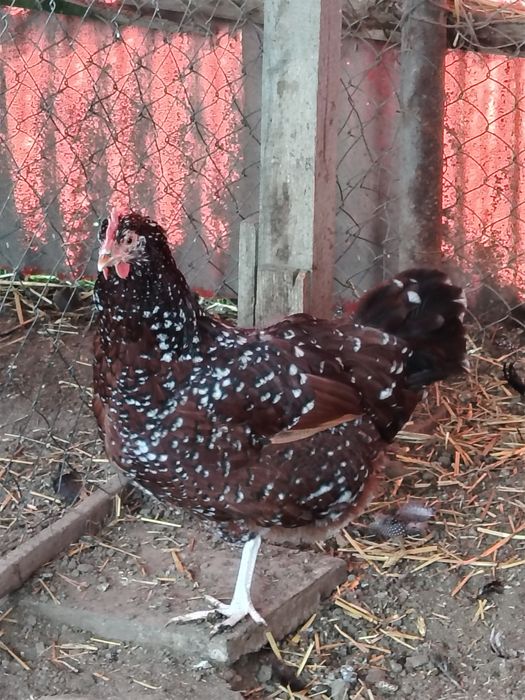 Familii de Wyandotte,si Sussex