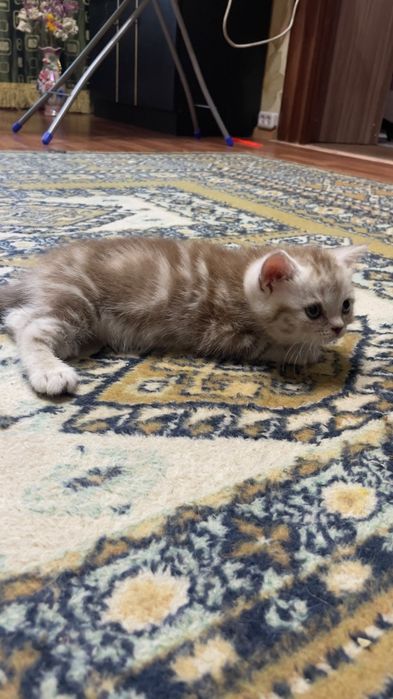 Скоттиш фолды и страйт