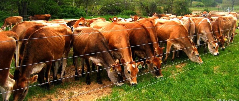 Электропастух забор для животных изгородь