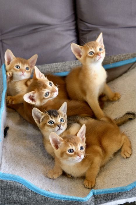 Абиссинские котята