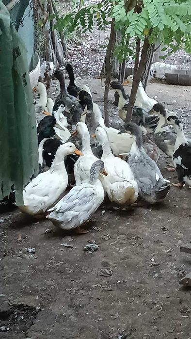 Vând boboci de rață în vârstă de 3,5 luni
