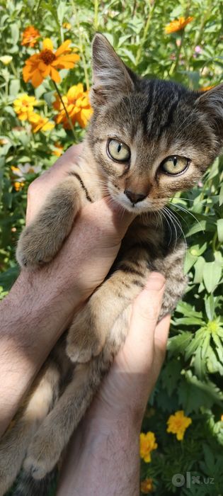 Продаются котята , оба мальчика.