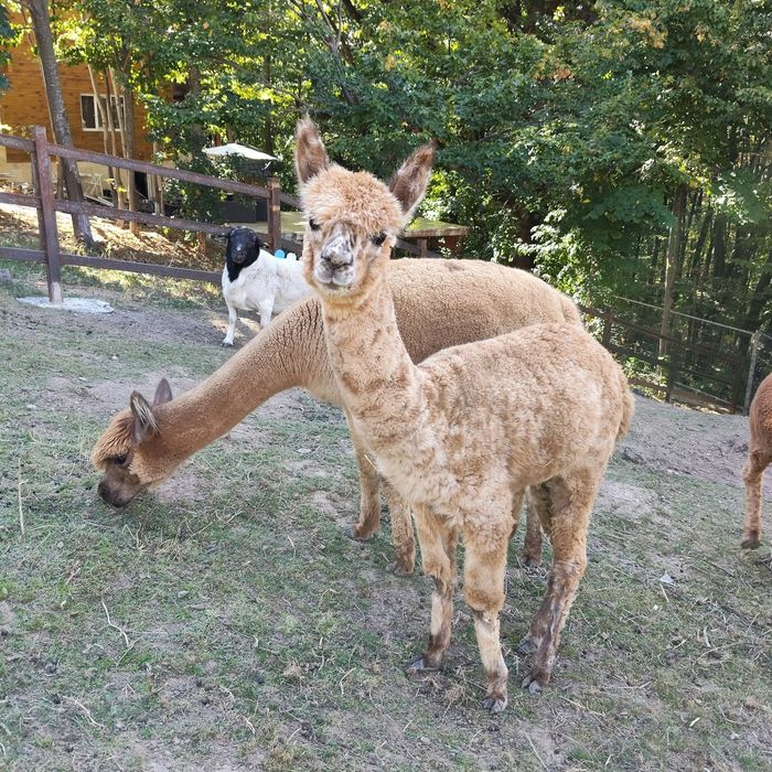 Vând Lamă Alpaca