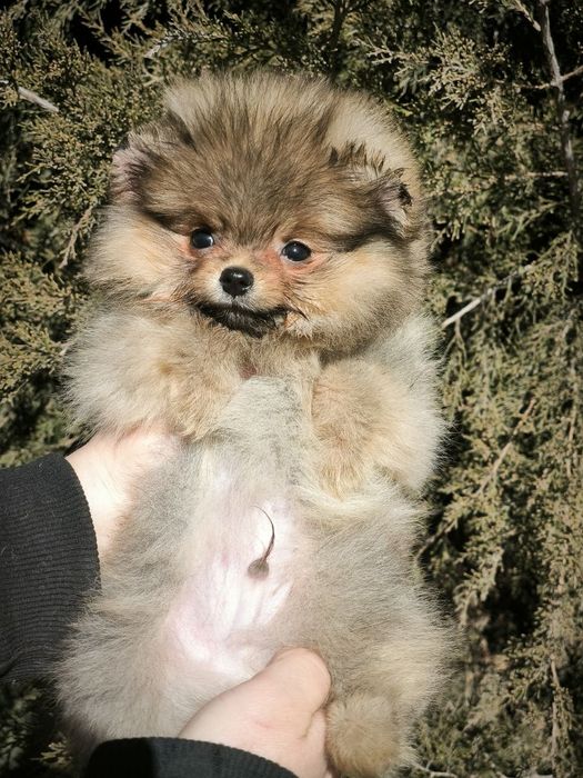 Щеннки Померанский шпиц