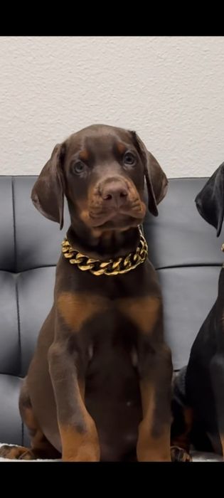 Pui doberman maro