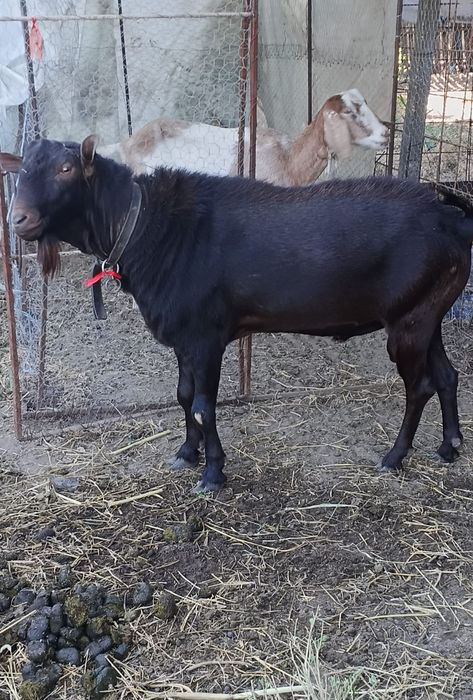 Țap mursiano granadina