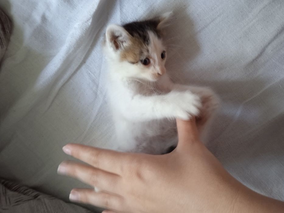 Отдам кошек в хорошие руки