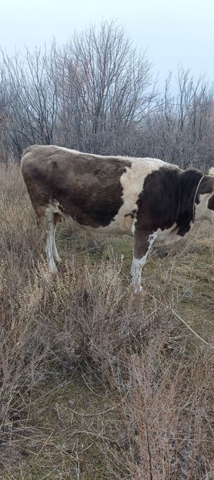 Ту сиырлар (коровы)