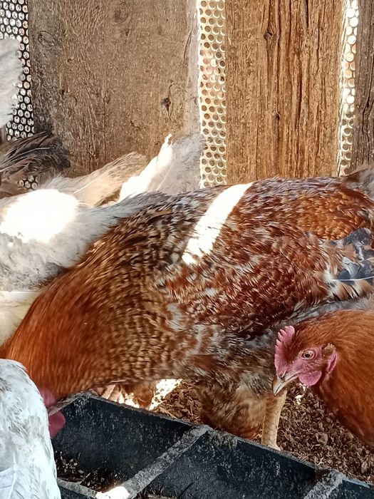 Петухи Бильфелдер