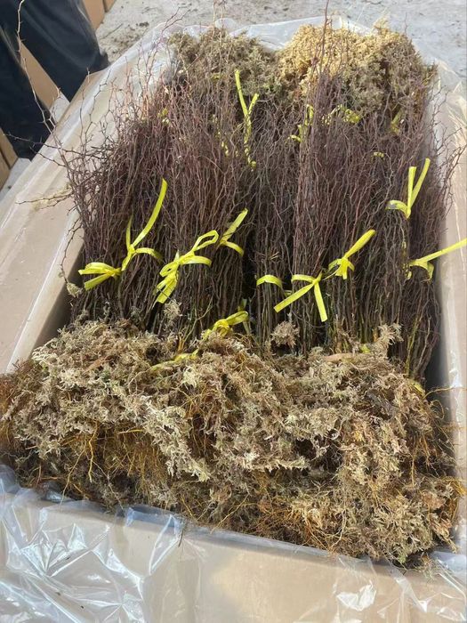 Qizil va Sariq barbaris ko'chatlari va urug'ilari sotiladi