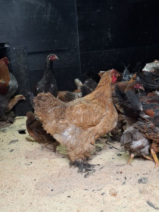 Продам кур домашних ,молодые-НЕСУШКИ