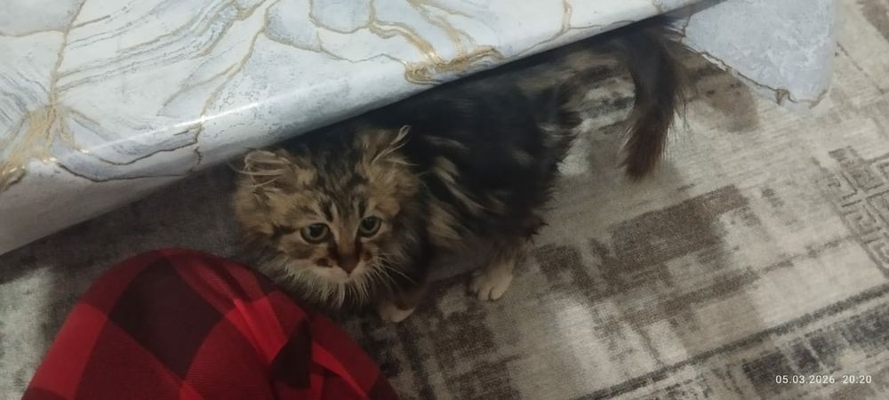 Котенок маленький