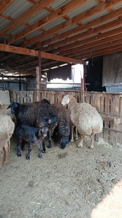 Арашан гисар с ягненятами