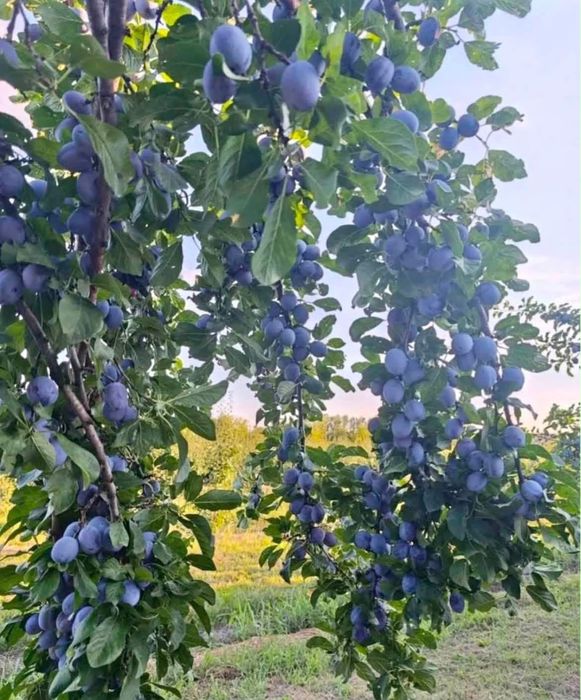 Vand prune de țuică