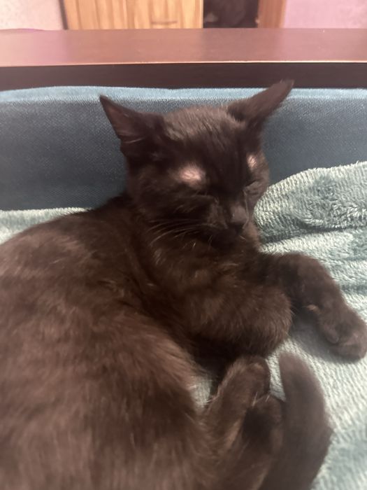 Отдаю кошук бесплатно