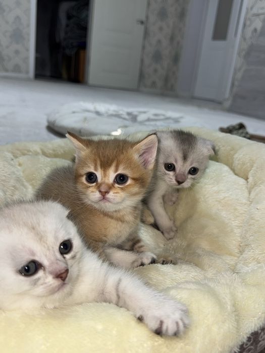 Продаются котята
