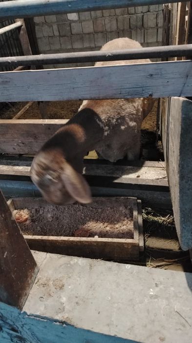 Козылы кой сатылады