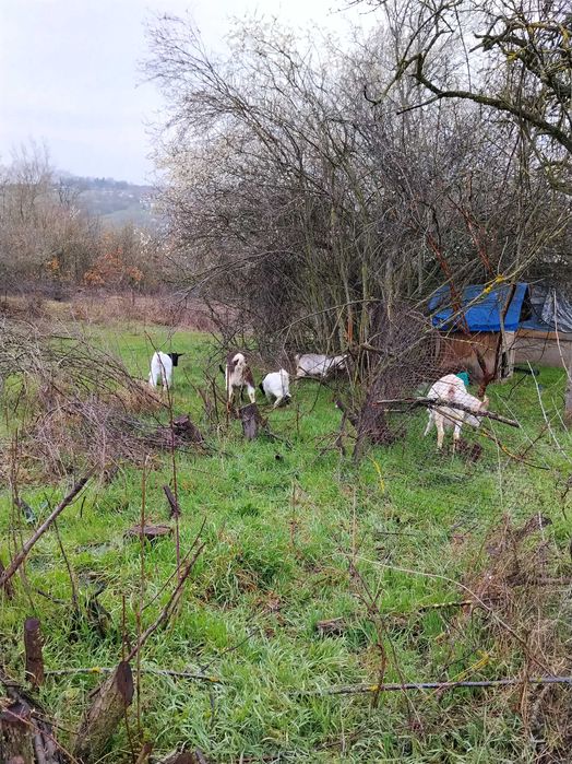 Продавам 4 кози и 3 ярета