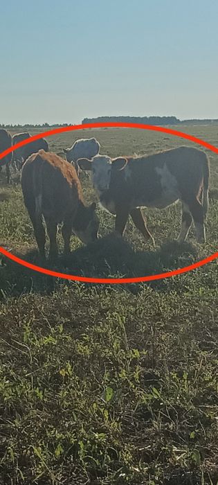 Продам коров на подсосе с телятами