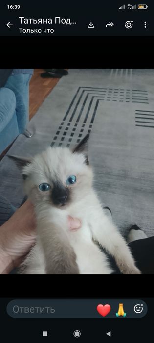 Котенок бесплатно!