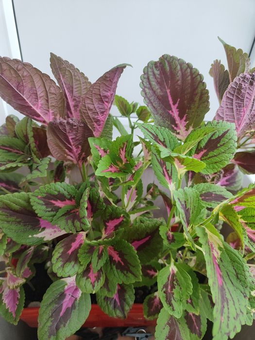 Комнатные цветы  , растения