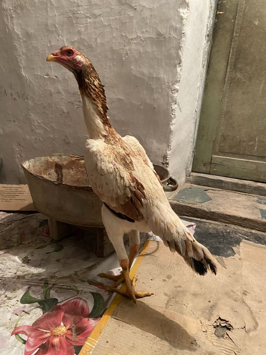 Дакан бойцовый мекен