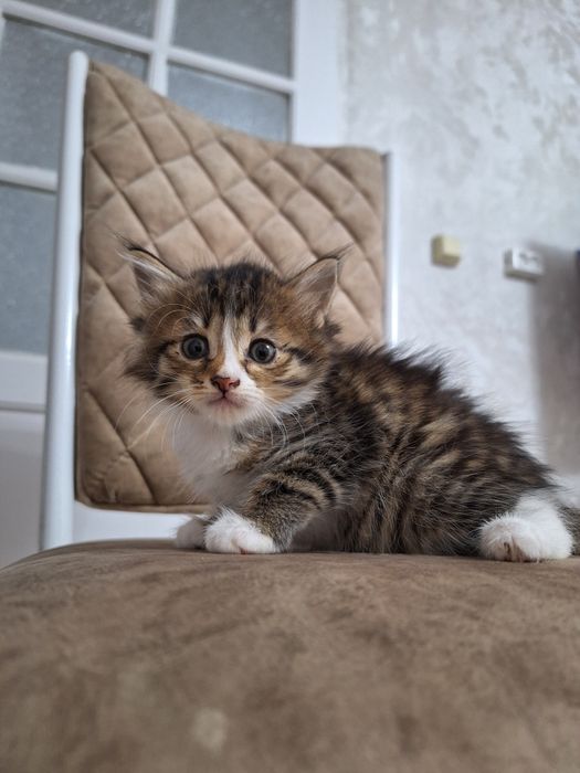 Отдам в добрые руки