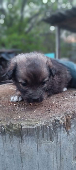 Отдам щенков девочек