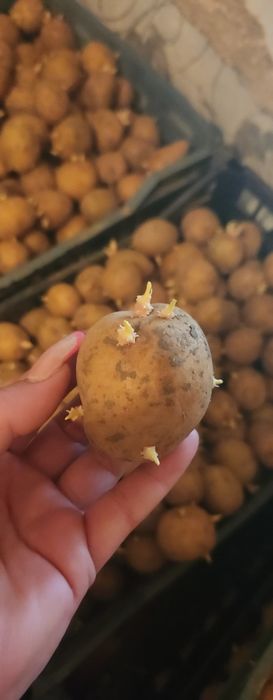 Продам семейной картофель