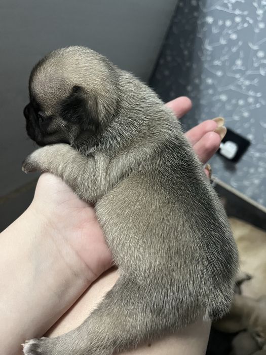 Щенки Француского бульдога